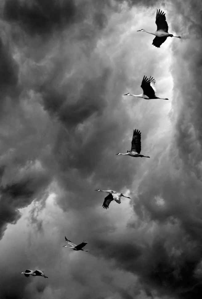 flocks of birds flying under cloudy sky